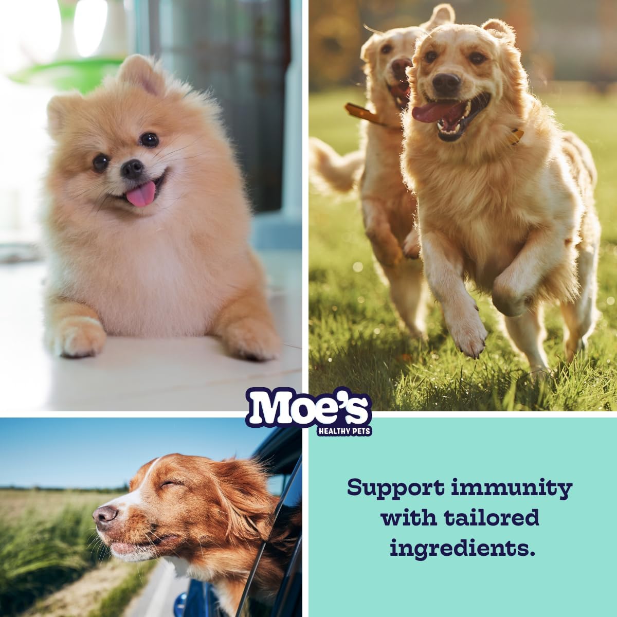 Moe's Probiotic Chews for Dogs 90ct – Pumpkin Flavour Prebiotics & Probiotics for Gut Health, Digestion, Immunity and Itchy Skin Relief - görsel 5