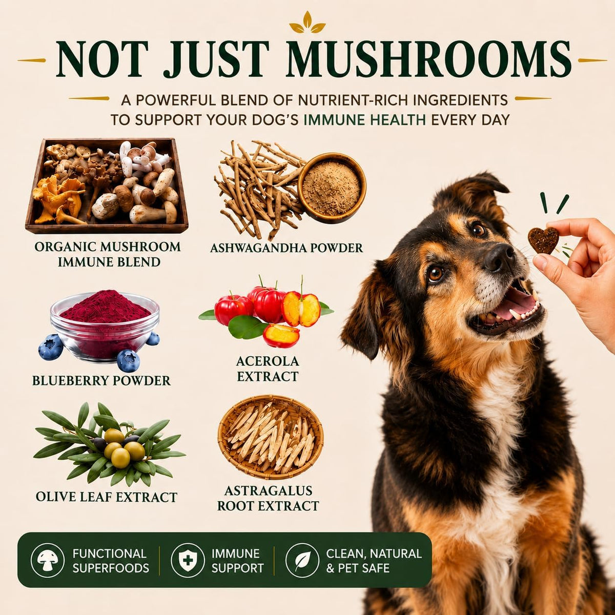 Turkey Tail Mushroom for Dogs – Organic – Joint comfort: Chaga and astragalus root contain compounds that may help – Image 3