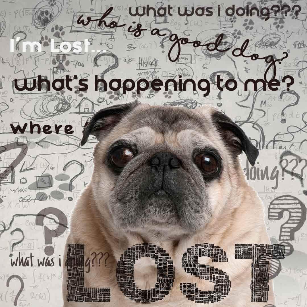 The Blissful Dog Pug Age Well Dog Aromatherapy Roll-On Bottle for Your Dog's Peaceful Ageing - görsel 5