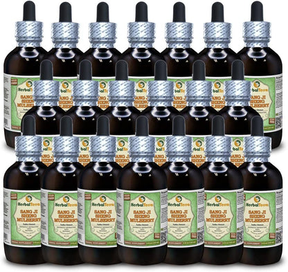 Sang Ji Sheng (Mulberry Mistletoe) Tincture, 20 x 120 ml - HerbalTerra