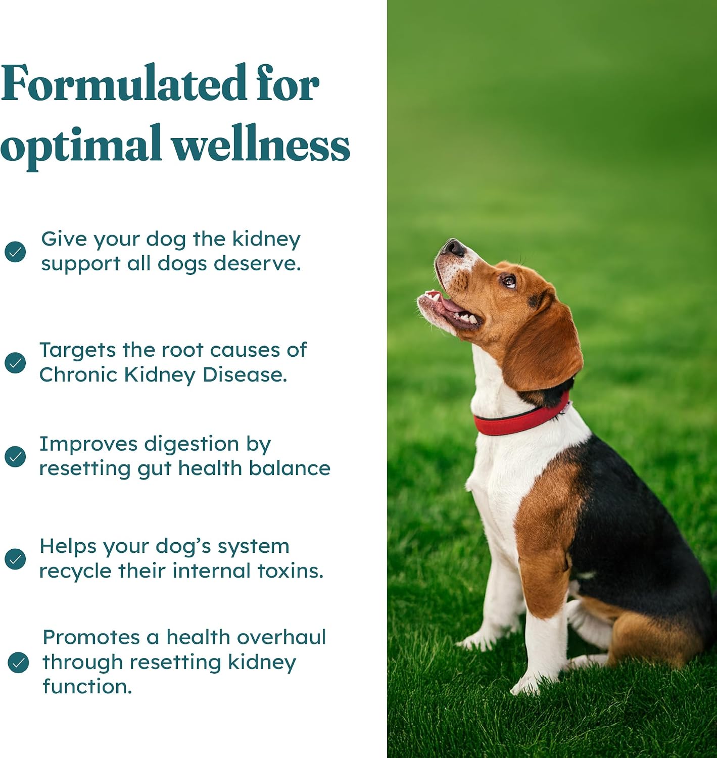 PetHeal Kidney Guard Chews for Dogs - Vet-Reviewed Renal Support with Astragalus, Cordyceps, Dong Quai & Rehmannia - 30 Soft Chews, Pork Flavour - görsel 4