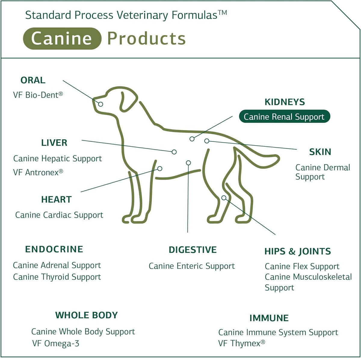 Standard Process Canine Renal Support – Dog Supplement for Kidney, Liver & Heart Health, 110 g Powder - görsel 5