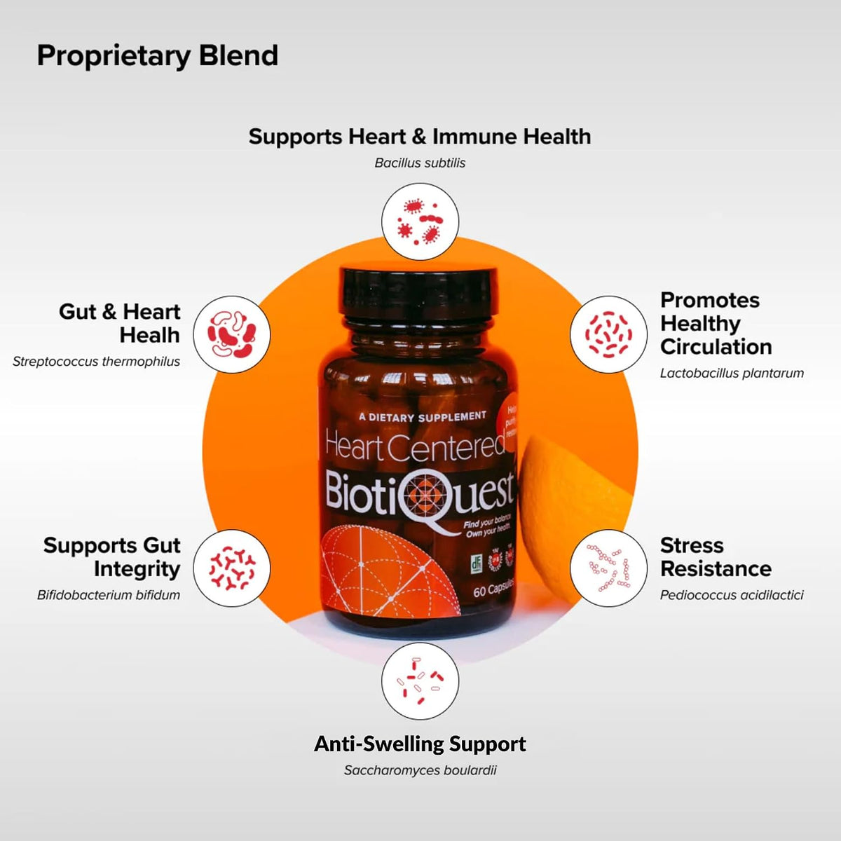 BiotiQuest Heart Centred Probiotic – 20 Billion CFU for Cardiovascular & Gut Health - görsel 3