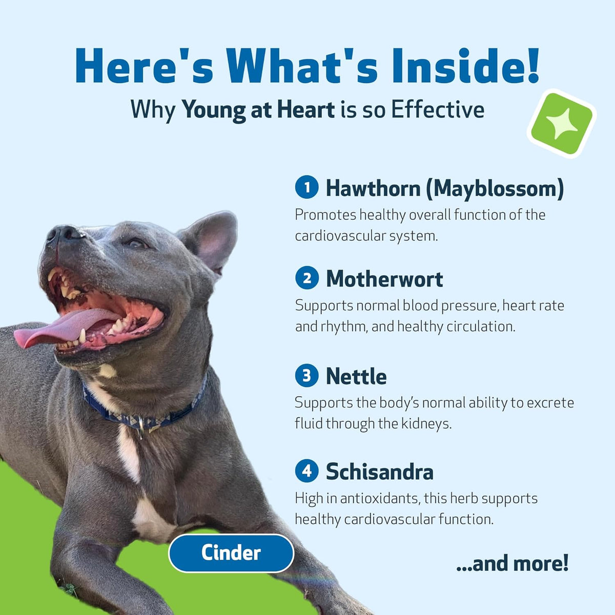 Pet Wellbeing Young at Heart for Dogs – Senior Heart Health Support, 120 ml - görsel 3