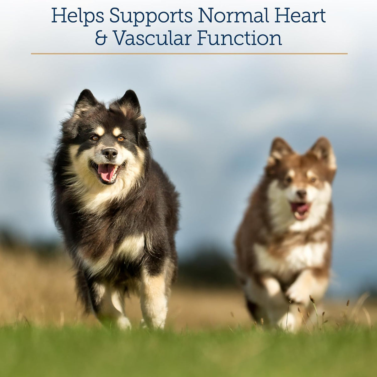 Rx Vitamins Formula CV - Hawthorn Berry Capsules with Taurine for Dogs & Cats - Heart Health Supplement with Magnesium and Potassium - 90 Capsules - görsel 3