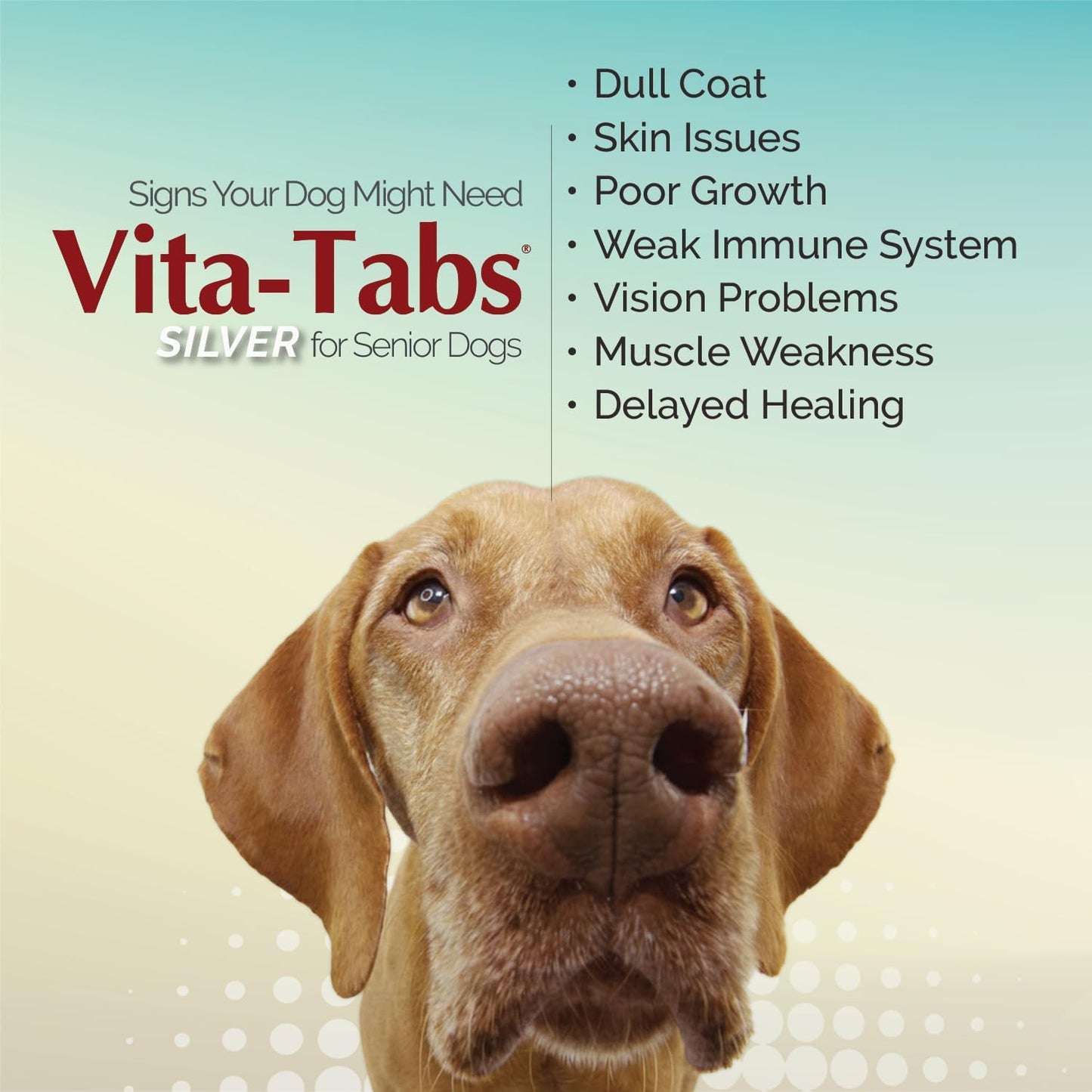 Vita-Tabs Silver - Vitamins, Minerals, Nutrients - Support for Older Dog - Supplement for Healthy Bone, Joint, Energy, Immune System - 100 Chewable Tablets - görsel 4