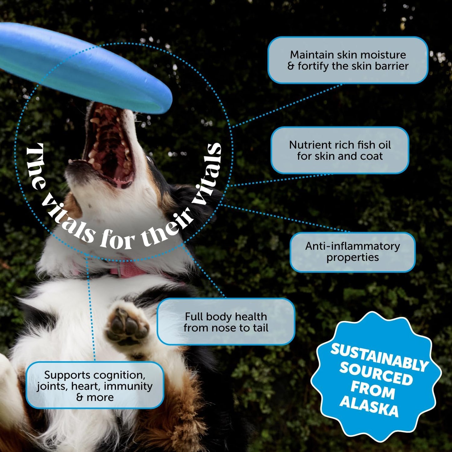 Wild Alaskan Salmon Oil for Dogs & Cats - Omega-3 Fish Oil with EPA & DHA, Sockeye Salmon, Skin & Coat Support, Pure Food Topper - 946 ml - görsel 2