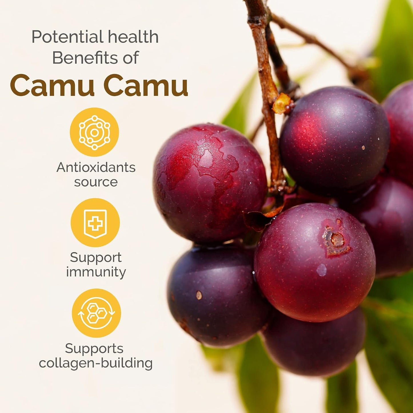 Camu Camu Powder, Natural Vitamin C by Zint: Raw Organic Antioxidant Superfood - Immune Support & Anti-Ageing - Non-GM, Super Vitamin C Berry (100 g) - görsel 5