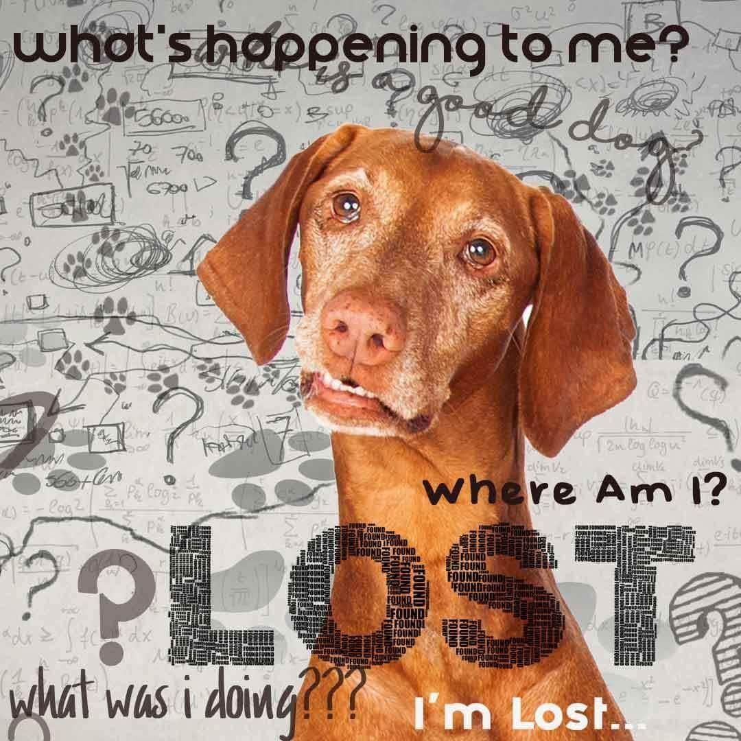 The Blissful Dog Vizsla Age Well Spray Aromatherapy - görsel 5