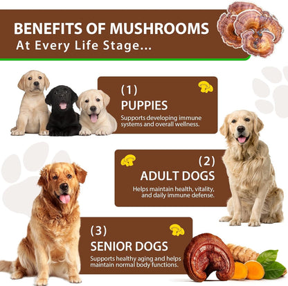Turkey Tail Mushroom for Dogs – Fast-Absorbing Liquid Drops for Immune, Digestive and Joint Support with Turmeric & Probiotic (60ml)