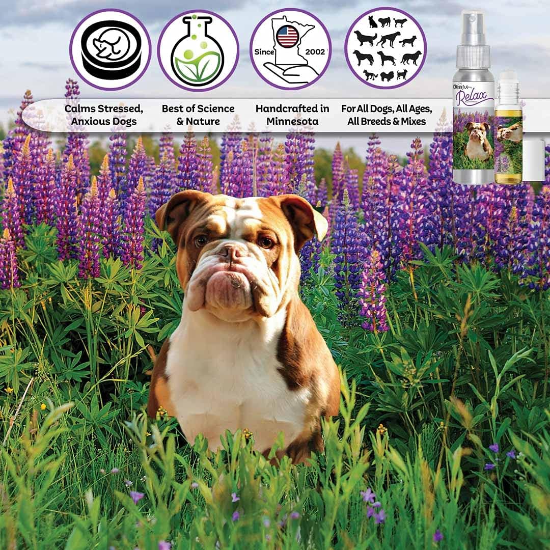 The Blissful Dog Olde English Bulldog Calm Aromatherapy Spray - görsel 2