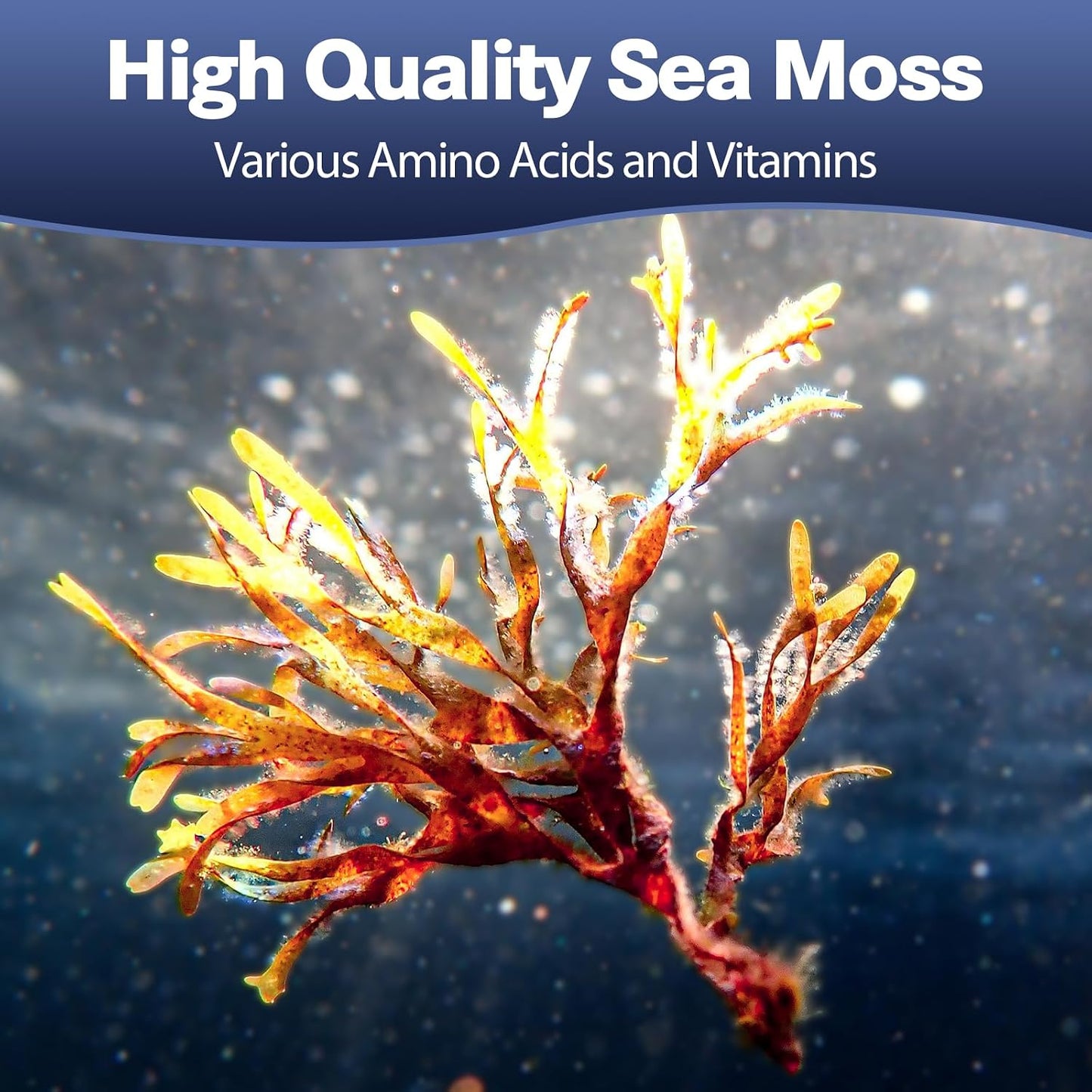 Totaria 25-in-1 Sea Moss Capsules, 120 Capsules per Bottle (Pack of 2) - görsel 3