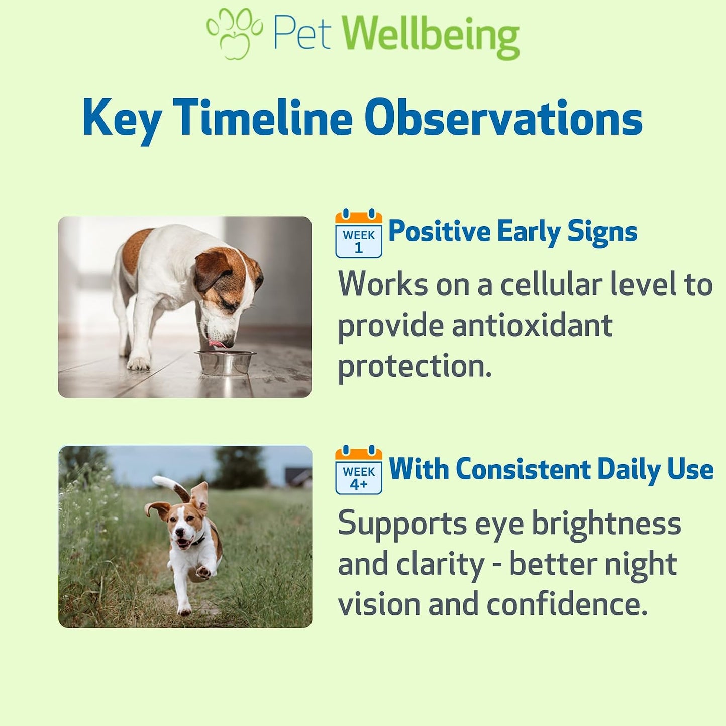 Pet Wellbeing Bilberry for Dogs - Eye & Vision Support - 60 ml Liquid - görsel 8