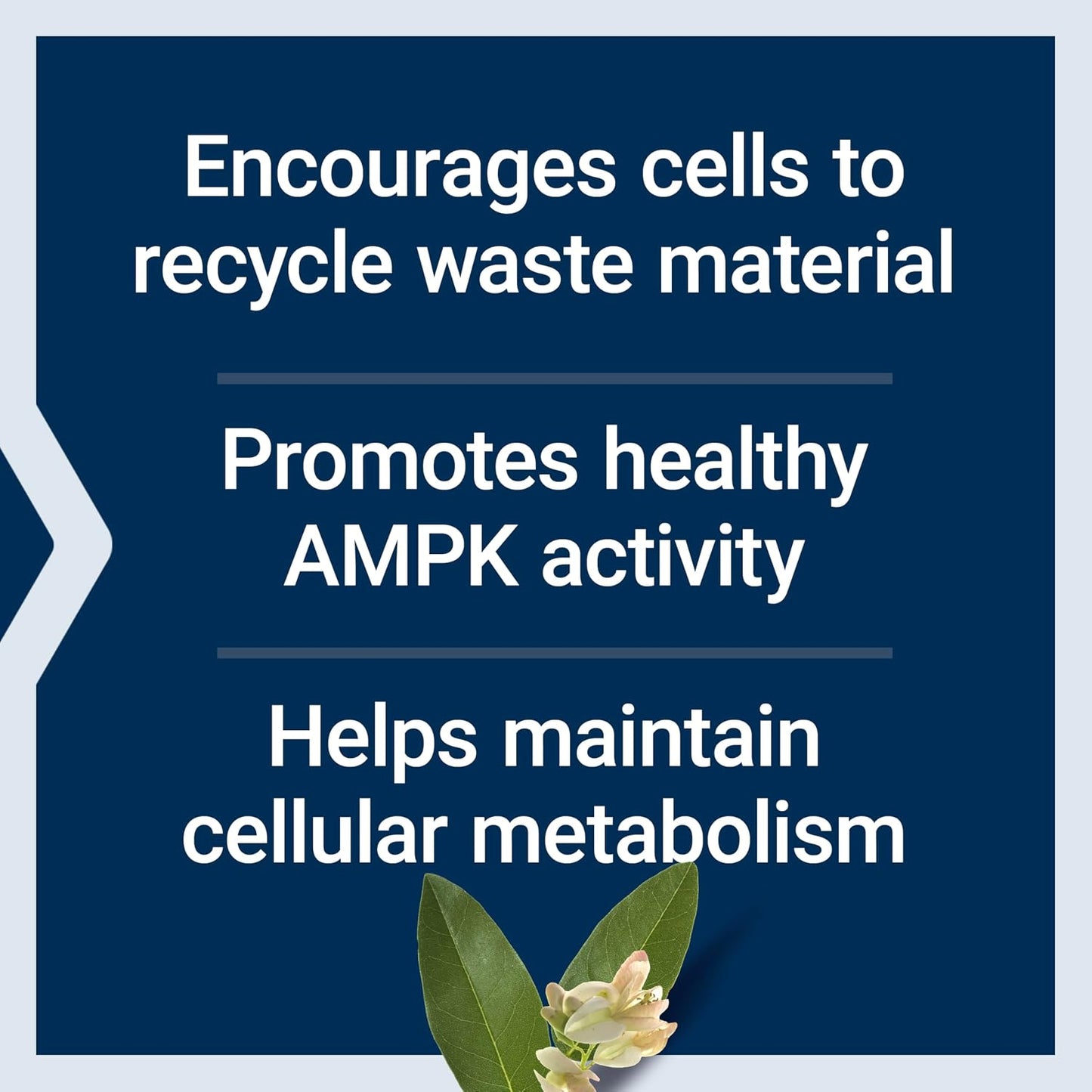 Life Extension GEROPROTECT Autophagy Renew - görsel 4