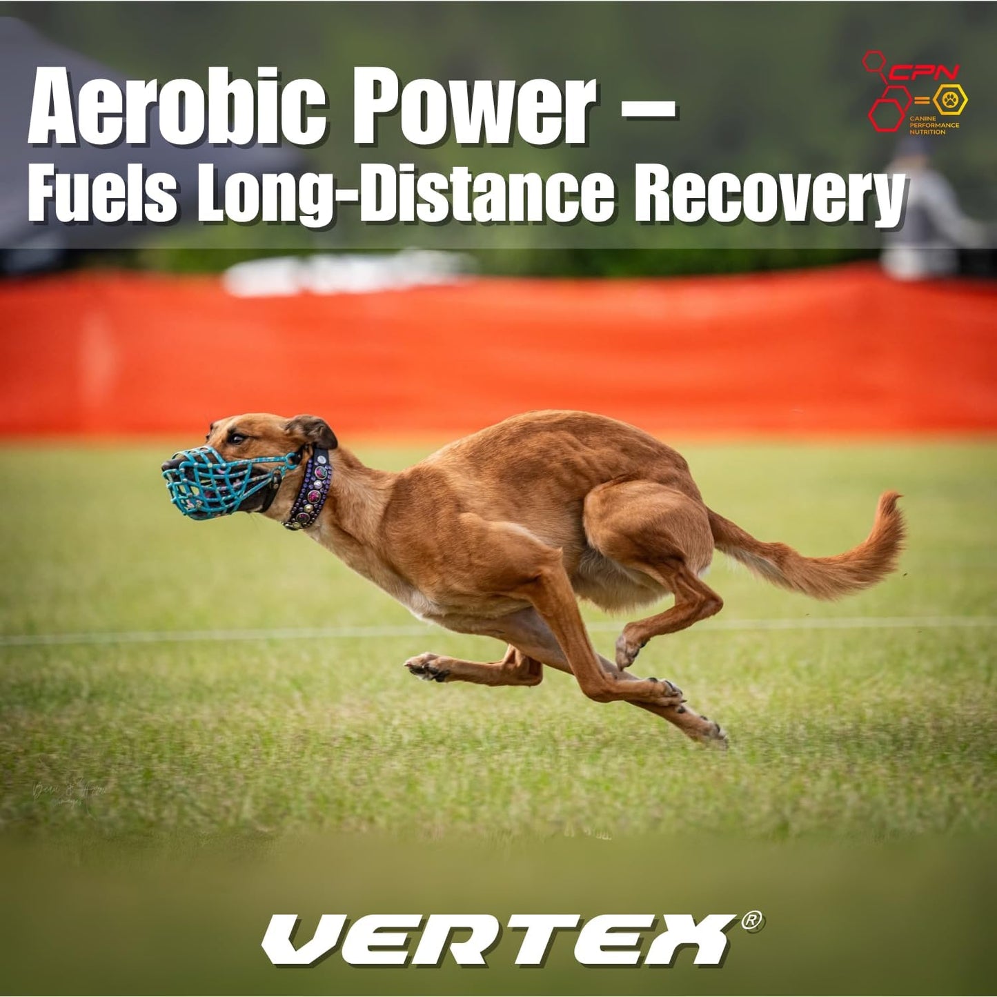 Vertex Canine Essentials High-Performance Dog Supplement – Predigested Liver, Whey & Egg Protein – Muscle Function, Recovery, Fertility & Milk Production – Active, Working & Breeding Dogs, 4.54 kg - görsel 7