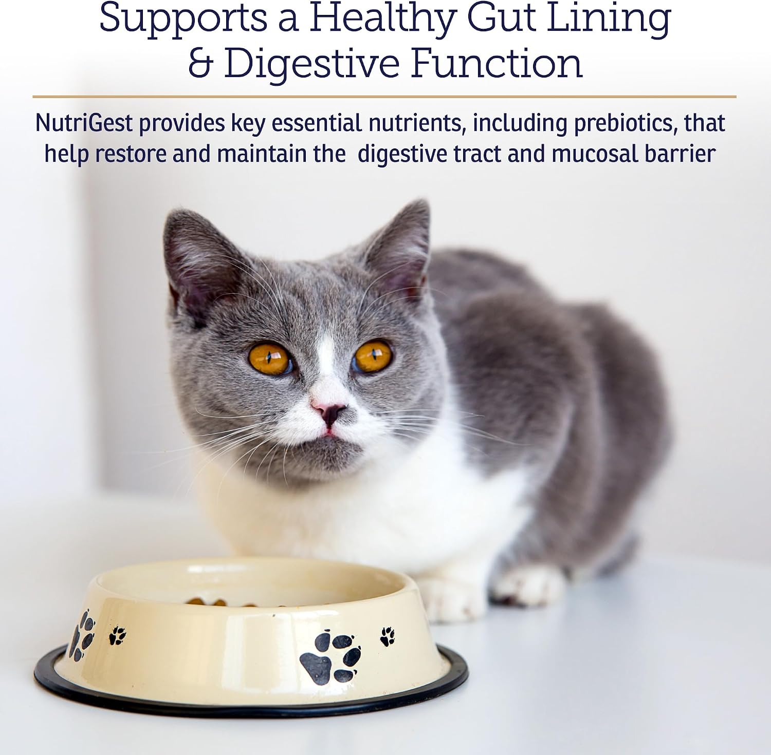Rx Vitamins NutriGest - Dog Probiotics for Digestive Health & Cat Probiotic Powder - 132 g - görsel 3