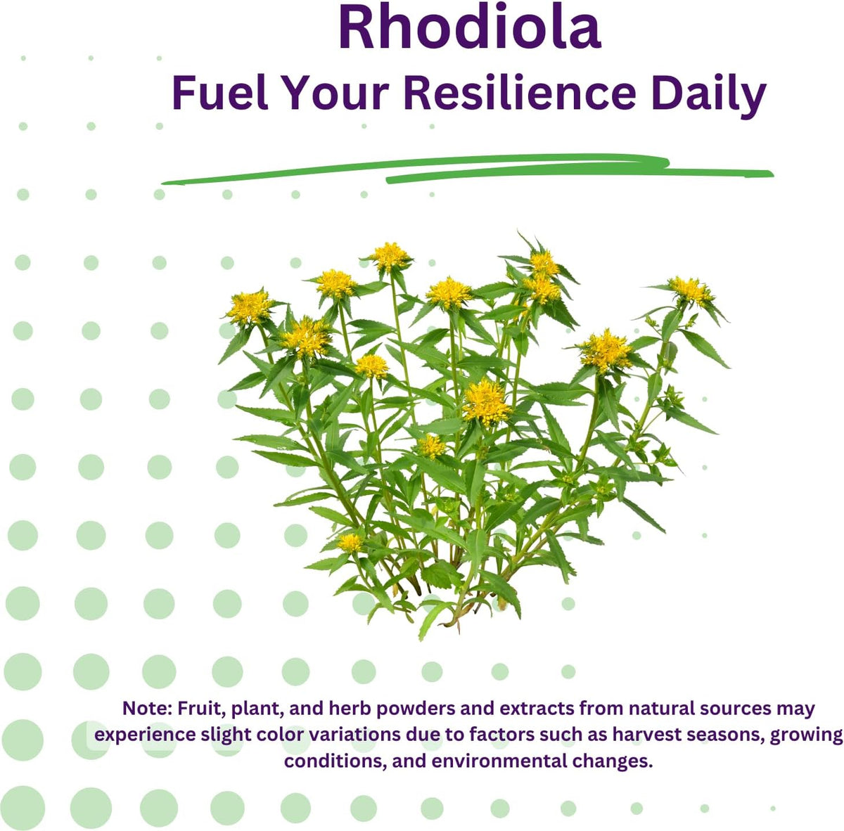 Paradise Herbs Rhodiola Extract 500mg, Adaptogen for Stress Resilience, Vegan, Non-GMO, Gluten Free, 60 Vegetarian Capsules - görsel 8