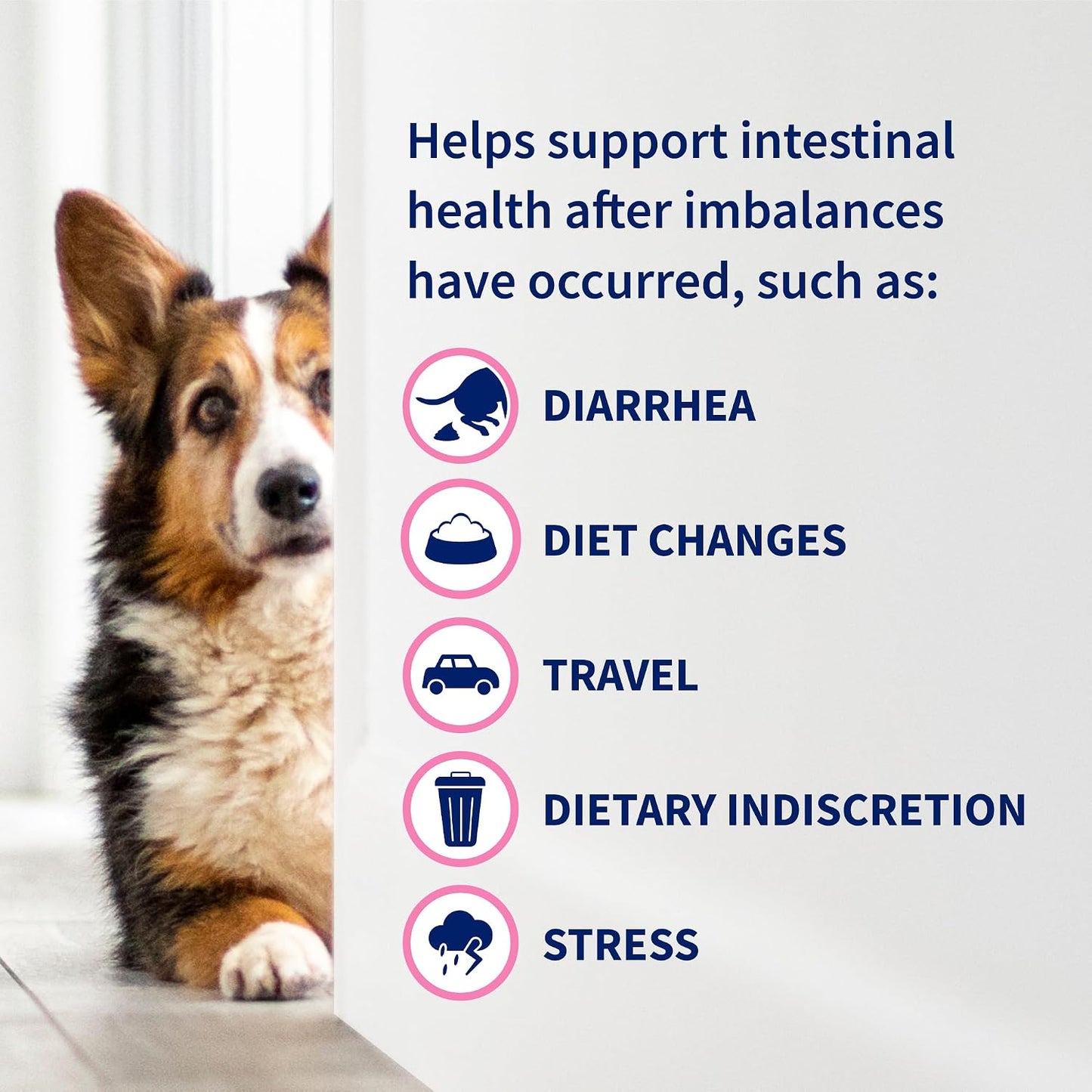 Nutramax Proviable Probiotics for Dogs and Cats – Daily Digestive Health Supplement, 30 Capsules - görsel 8