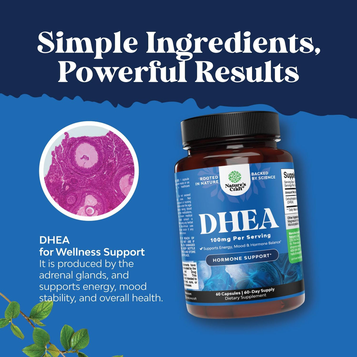 DHEA Supplement for Women & Men – 100mg per Serving – Hormone Balance Support – 60 Capsules - görsel 3