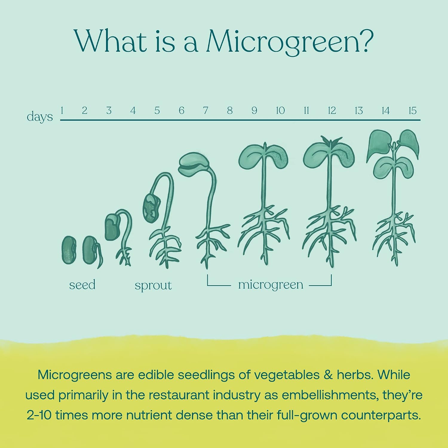 True Grace Broccoli Microgreens - Daily Superfood Powder, Regenerative Organic Certified, 11 g (30 Servings) - görsel 4