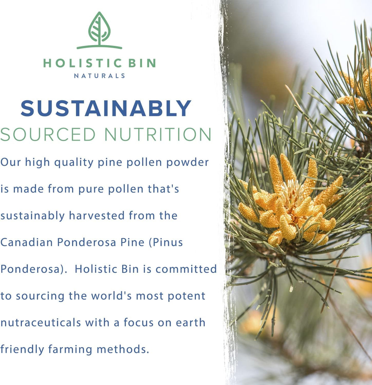 Holistic Bin Pine Pollen Powder – Wild Harvested Canadian Pine Pollen, 20 g - görsel 6