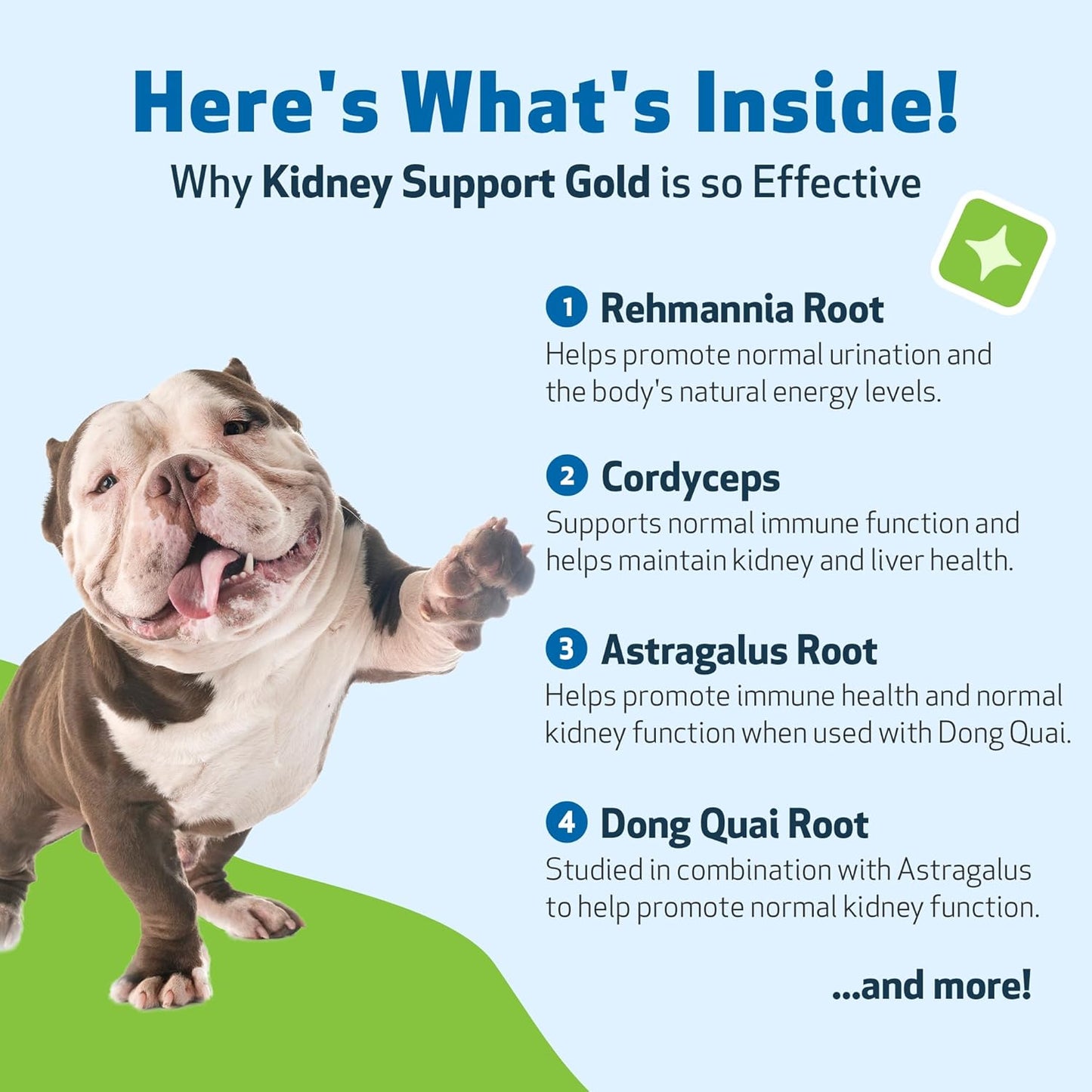 Pet Wellbeing Kidney Support Gold for Dogs - Herbal Supplement, 59 ml - görsel 3