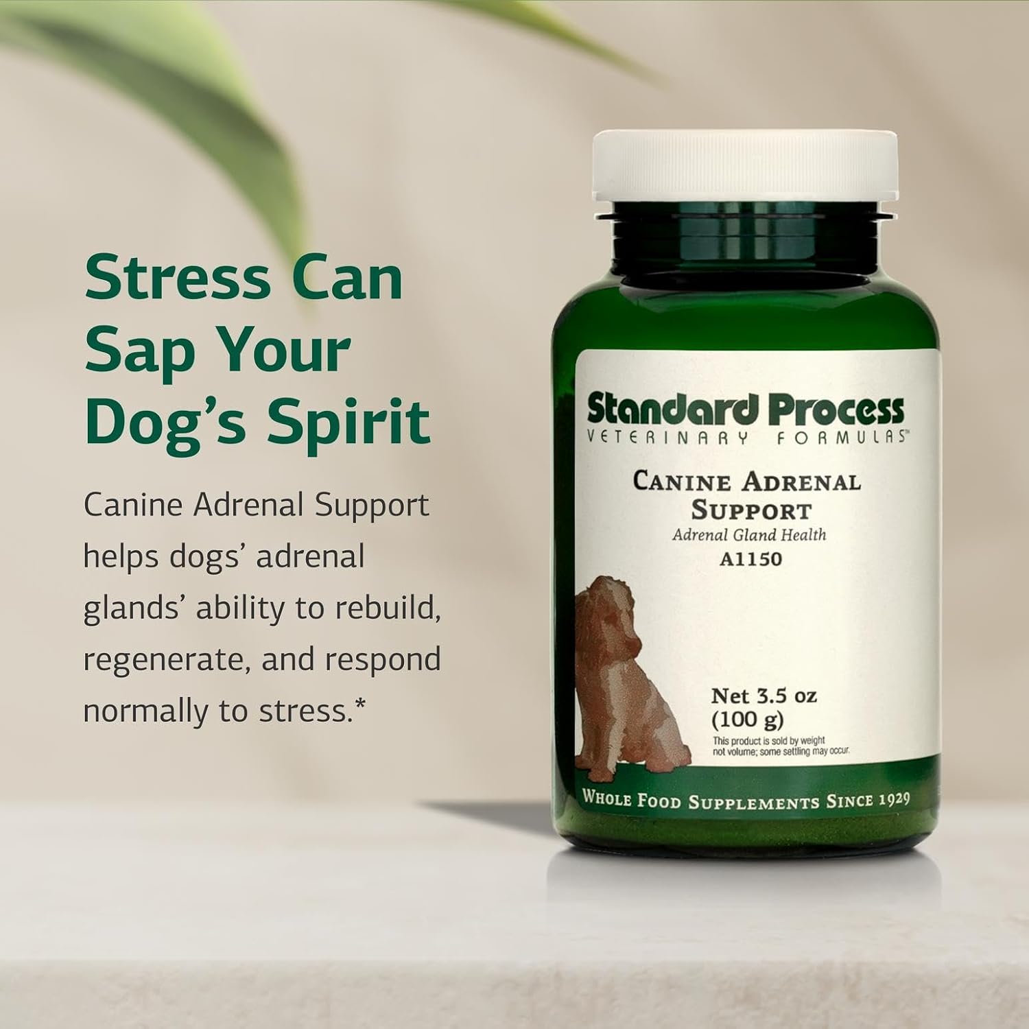 Standard Process Canine Adrenal Support - 100g - görsel 3