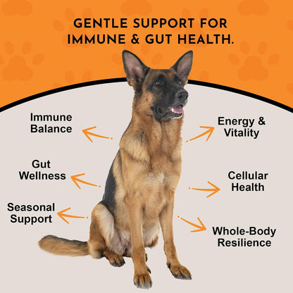 Animal Essentials Combat Turkey Tail Mushroom Supplement for Dogs & Cats – Organic Mushroom Powder Extract, Immune & Cognitive Support (70 g)