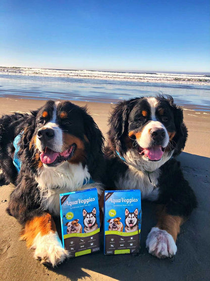 Superfood from the Sea for Pets - Daily Superfood Sachets for Medium & Large Dogs (Month's Supply)
