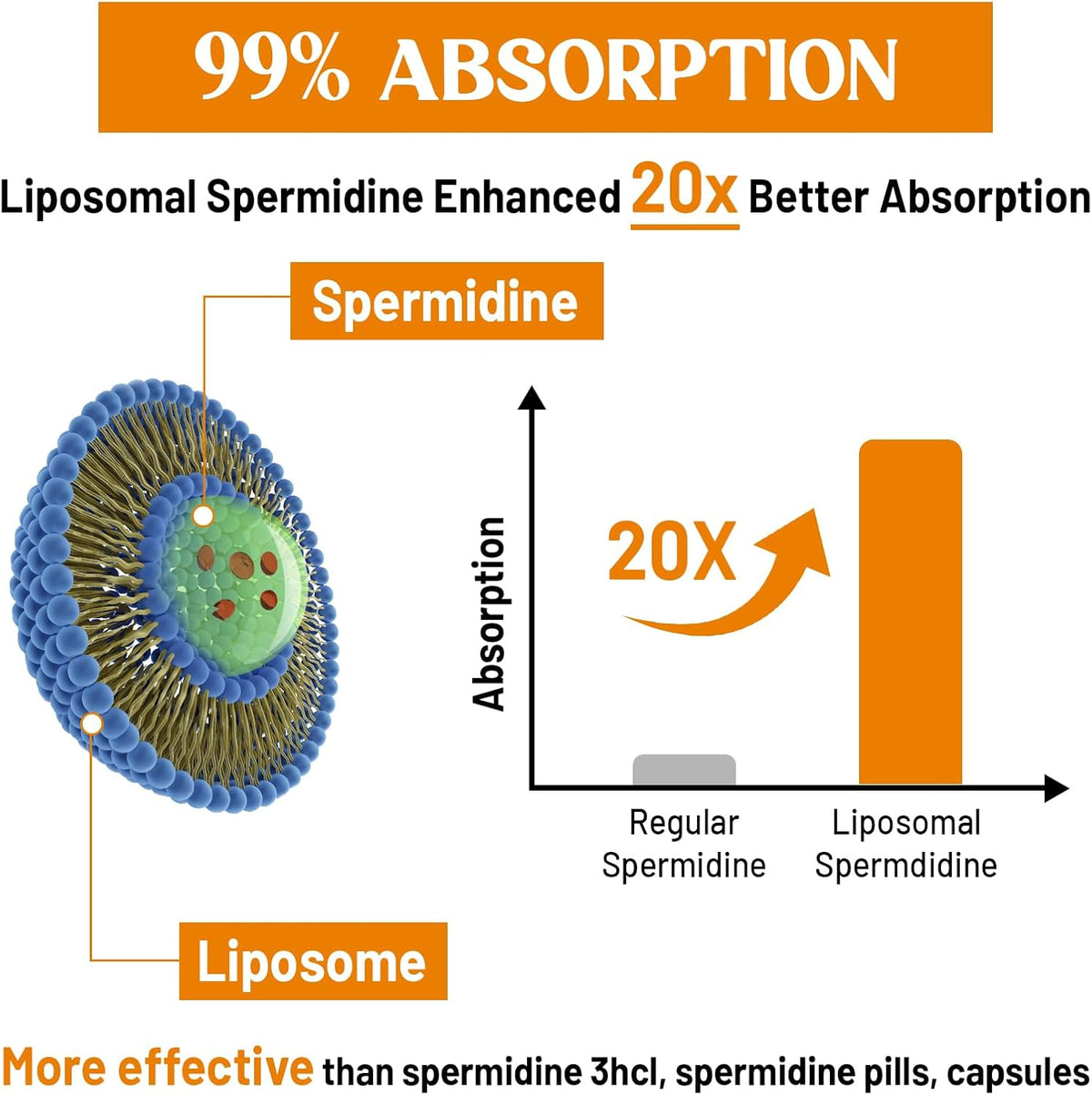 30mg Spermidine Supplement for Cellular Renewal & Longevity - Liposomal, High Absorption, 120 Softgels - görsel 4