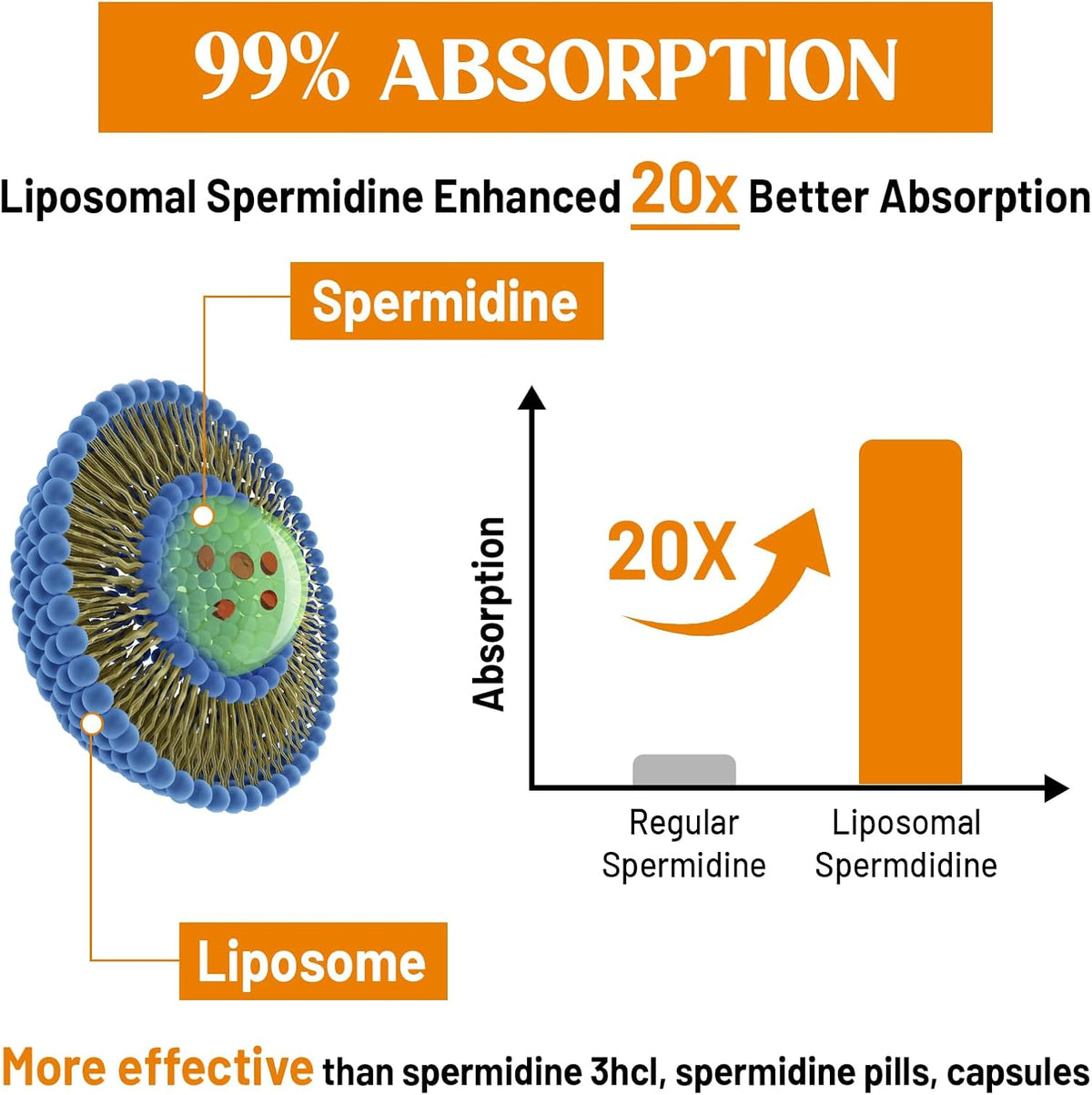 CORPORALIGHT Spermidine Supplement 30mg – Liposomal, 120 Soft gel capsules - görsel 4