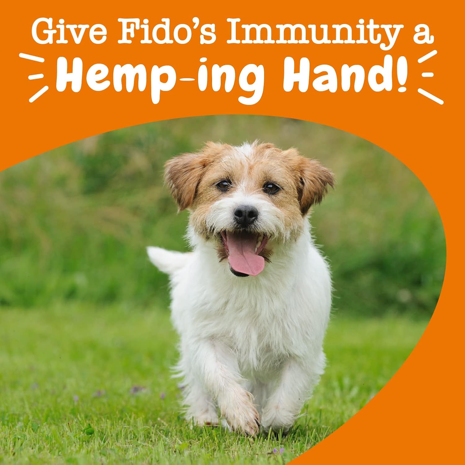 Zesty Paws Aller-Immune Bites for Dogs - Hemp Seed, Turmeric, Quercetin - 90 Soft Chews - görsel 7