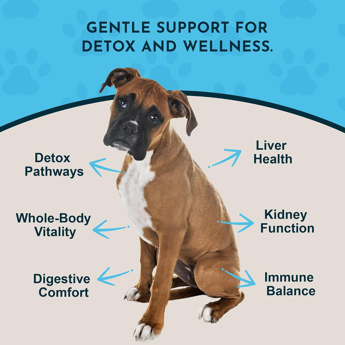 Animal Essentials Detox Blend - Liver Support for Dogs & Cats - Organic Herbal Formula - 30 ml - görsel 3