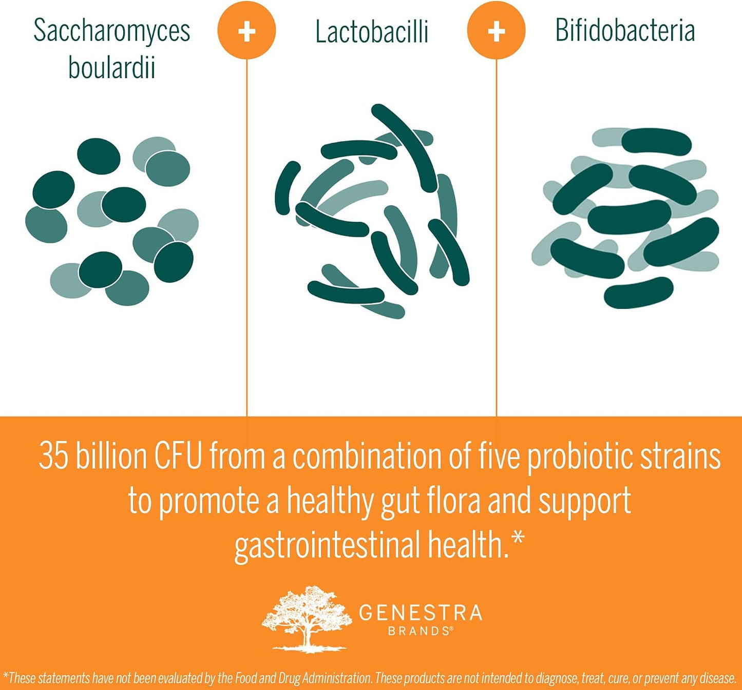 Genestra Brands - HMF Travel - Shelf Stable Probiotics to Support Gastrointestinal Health When Traveling - 30 Capsules - görsel 7