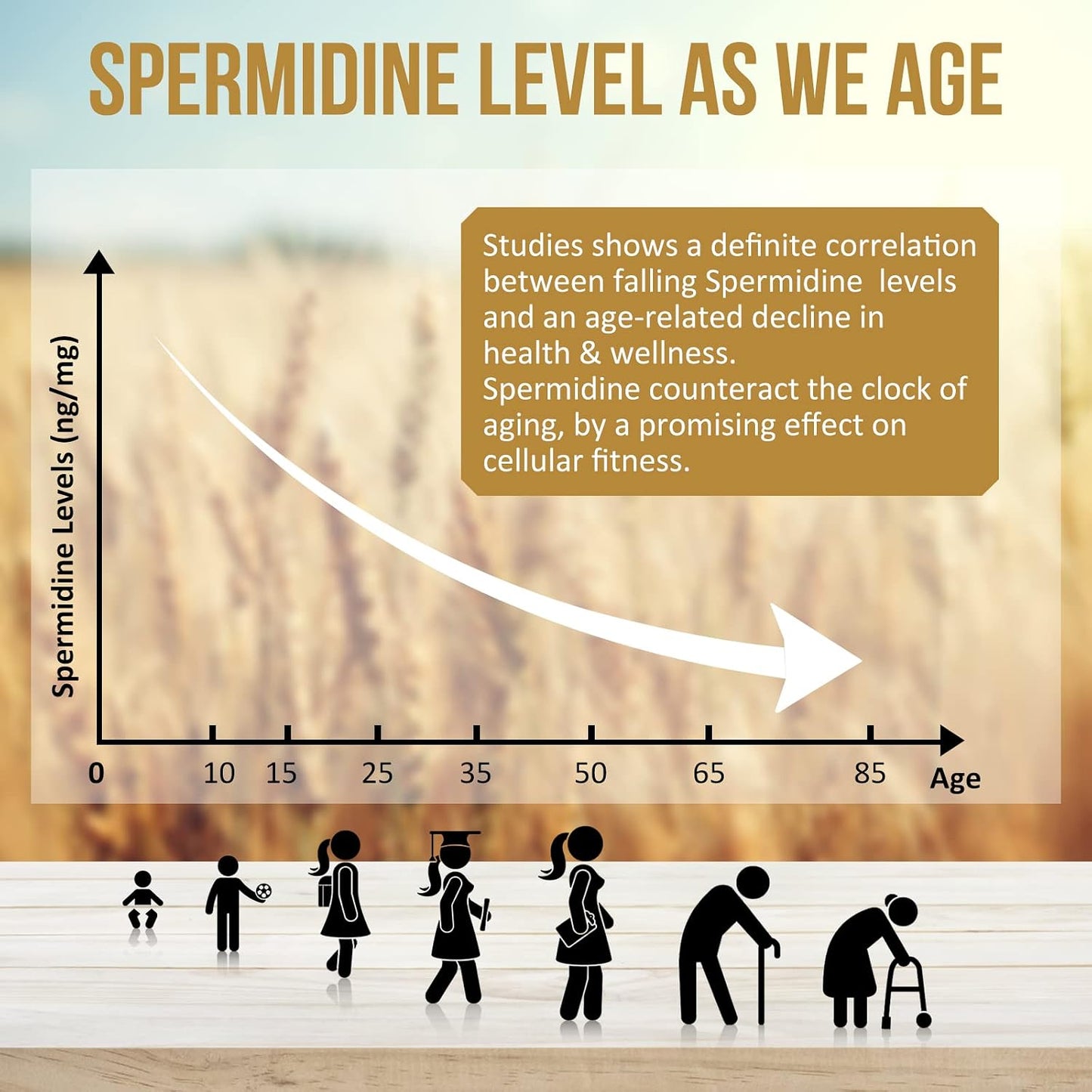 Spermidine Wheat Germ Extract Capsules - 13mg Spermidine, 1300mg Potency with Zinc and Vitamin B1 - görsel 4