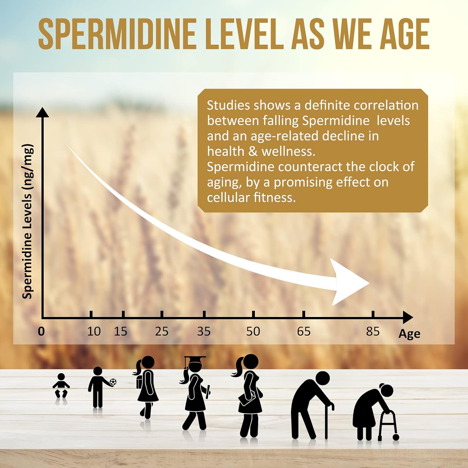 Spermidine Wheat Germ Extract Capsules - 13mg Spermidine, 1300mg Potency with Zinc and Vitamin B1 - görsel 4