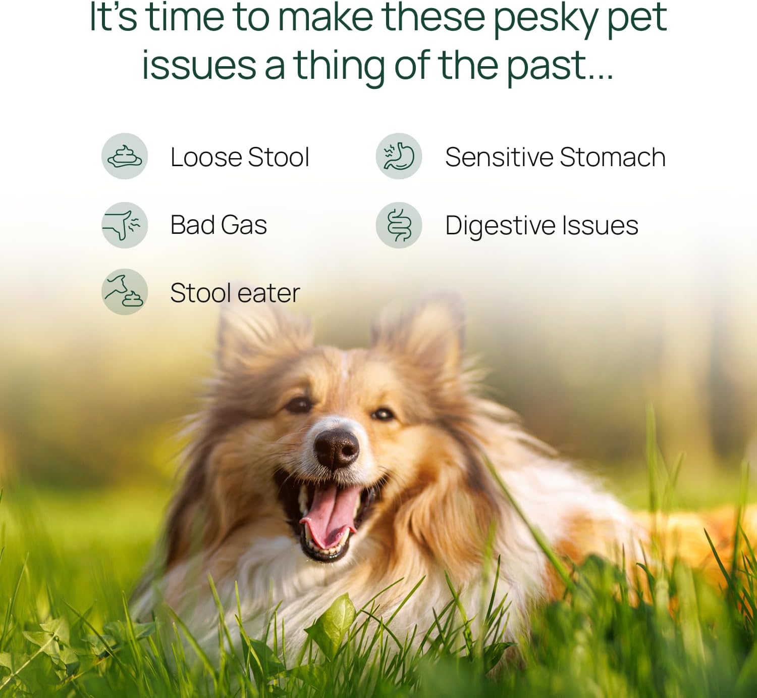 pawTree Gastro Pro Plus® for Dogs and Cats - Probiotics, Prebiotics and Digestive Enzymes - for Sensitive Stomach, Digestive Issues, Loose Stool, and Bad Gas (60 ct) - görsel 3