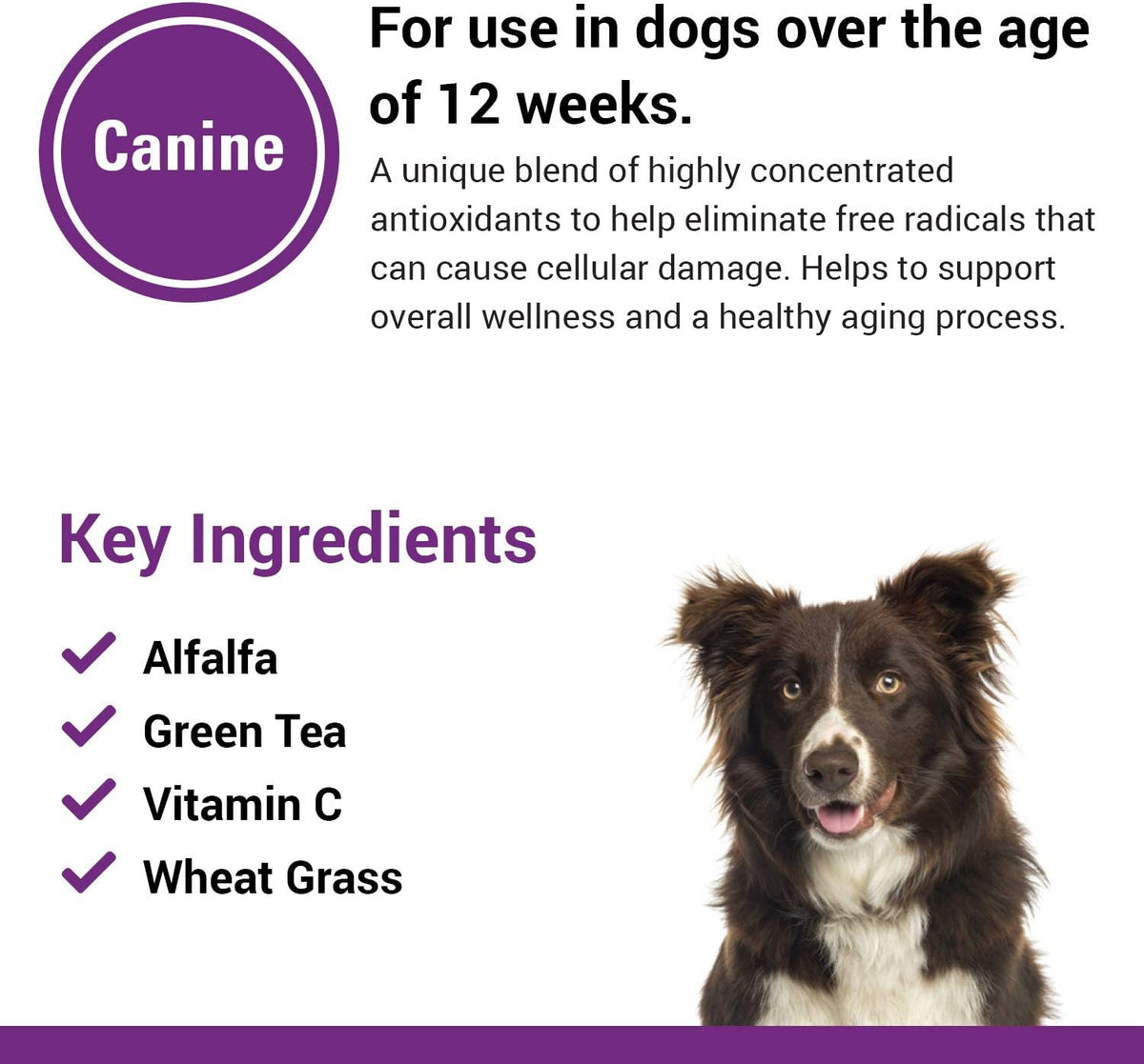 Vet Classics Coenzyme Q-10 Antioxidant Dog Supplement – Chewable Tablets for Canine Health - görsel 5