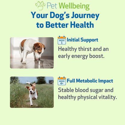 Pet Wellbeing Blood Sugar Gold for Dogs - Holistic Support for Healthy Blood Sugar Levels, Insulin Stabilisation & Normal Pancreatic Function - NASC Certified & Vet-Formulated - 118 ml Liquid