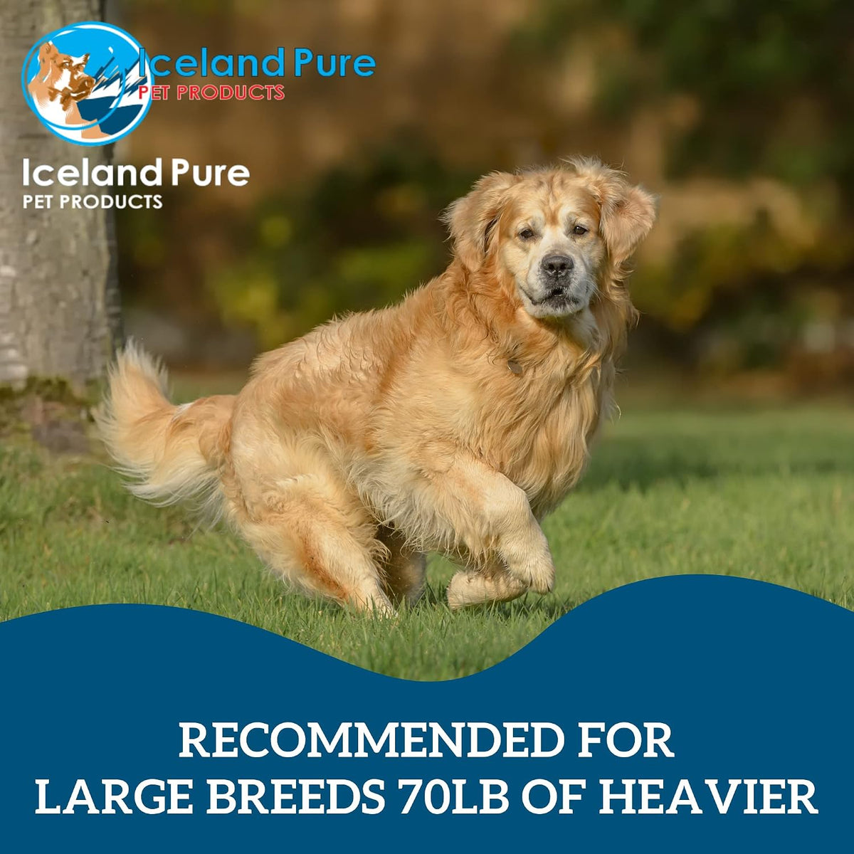 Premier Omega Fish Oil Supplement by Iceland Pure – Wild-Caught – 3053mg Omega-3 per Teaspoon – For Large Dog Breeds – Ethyl Ester Distillation – Pump Bottle BPA-free Brushed Aluminium 17 oz (480 ml) - görsel 7