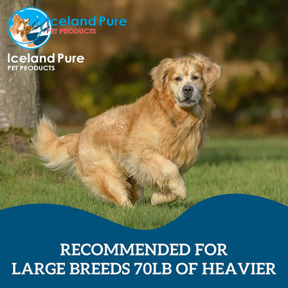 Premier Omega Fish Oil Supplement by Iceland Pure – Wild-Caught – 3053mg Omega-3 per Teaspoon – For Large Dog Breeds – Ethyl Ester Distillation – Pump Bottle BPA-free Brushed Aluminium 17 oz (480 ml)