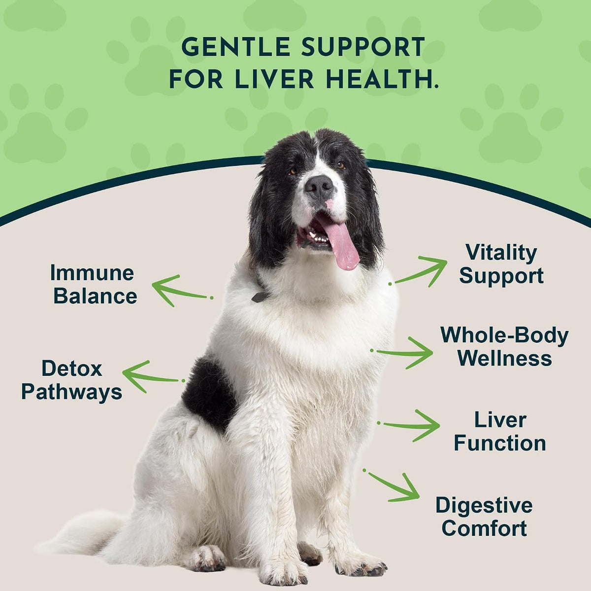 Animal Essentials Liver Defence for Dogs & Cats – Liver Support with Milk Thistle & Dandelion, 59 ml - görsel 2