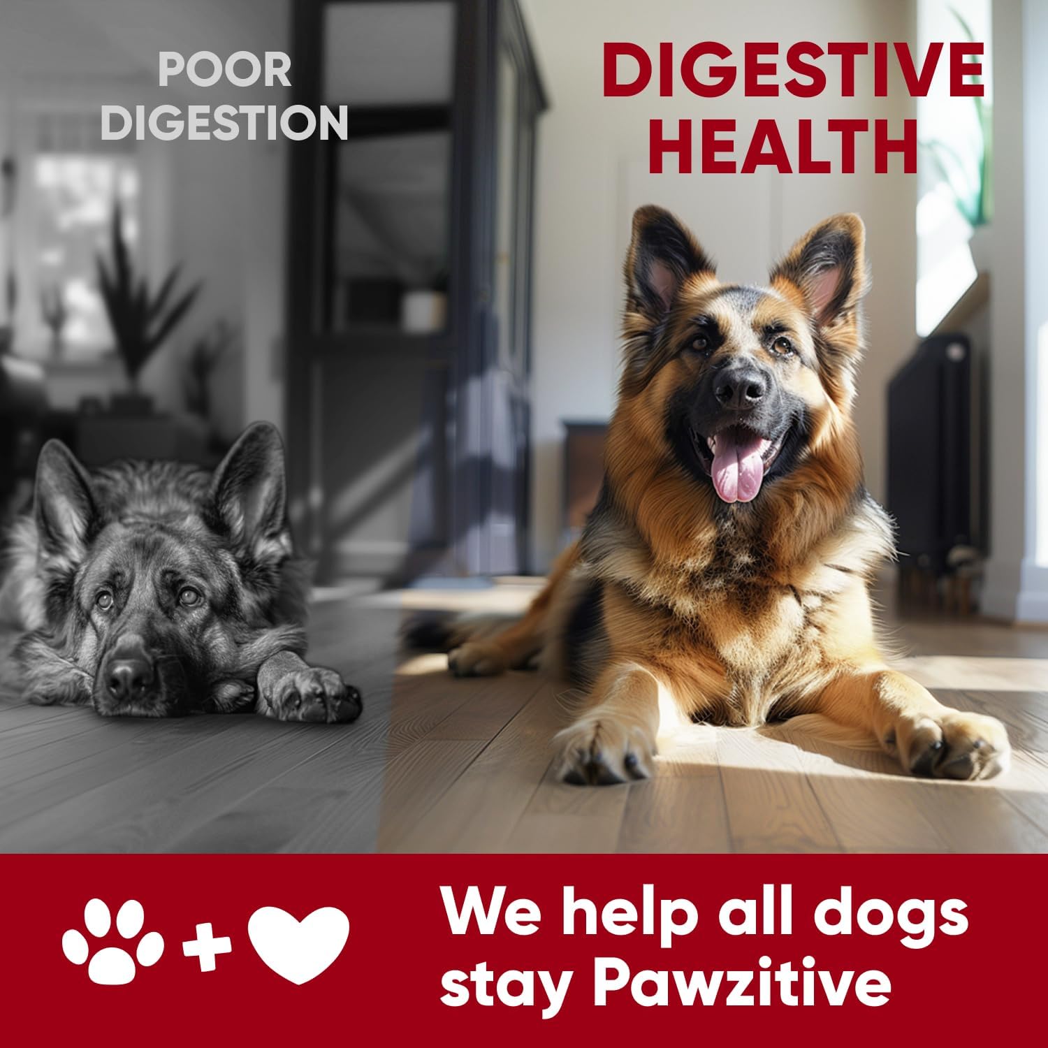Pawzitive Pets Probiotics for Dogs - Digestive Health Chews with Enzymes - görsel 7