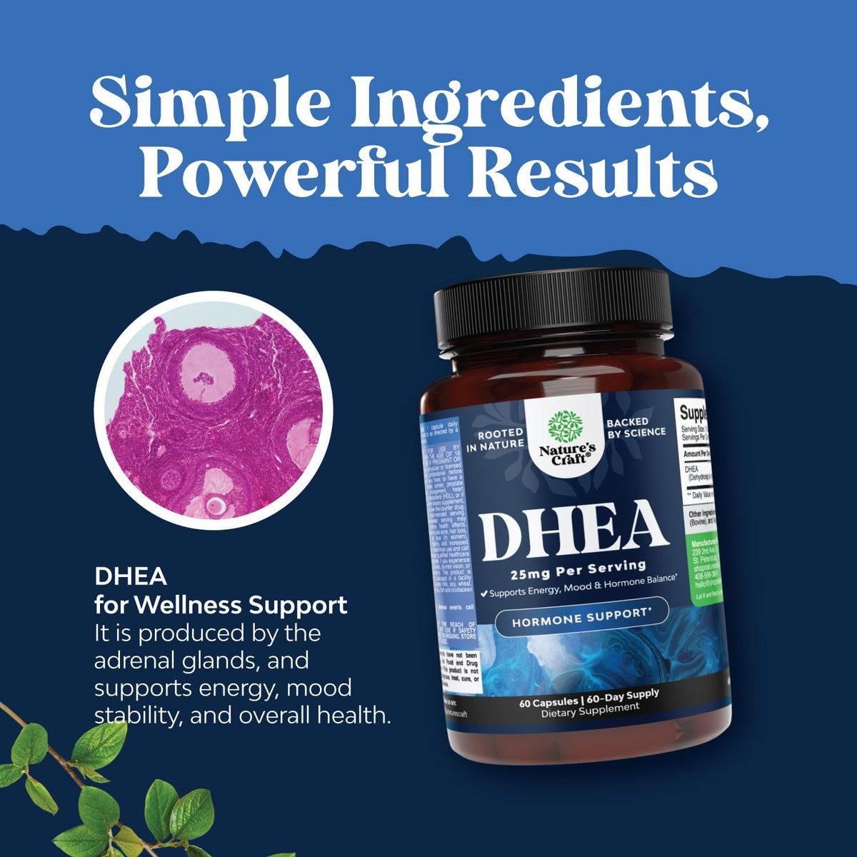 Natures Craft DHEA 25 mg Food Supplement for Women and Men – 60 Capsules - görsel 4