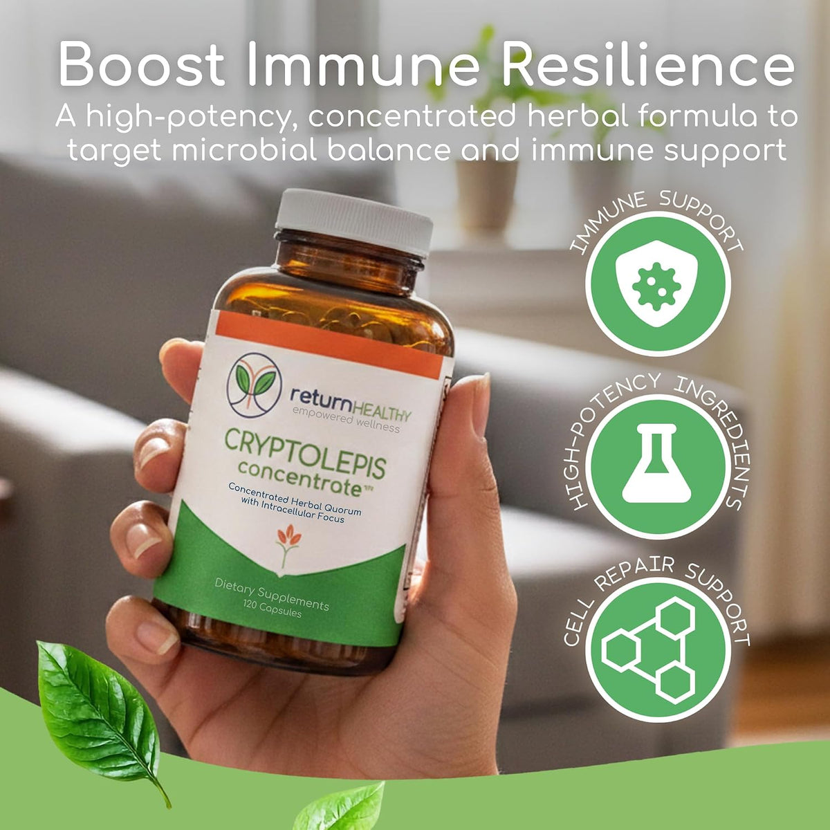 Cryptolepis Concentrate - Immune Support with Cryptolepis Sanguinolenta, 120 Capsules - görsel 3