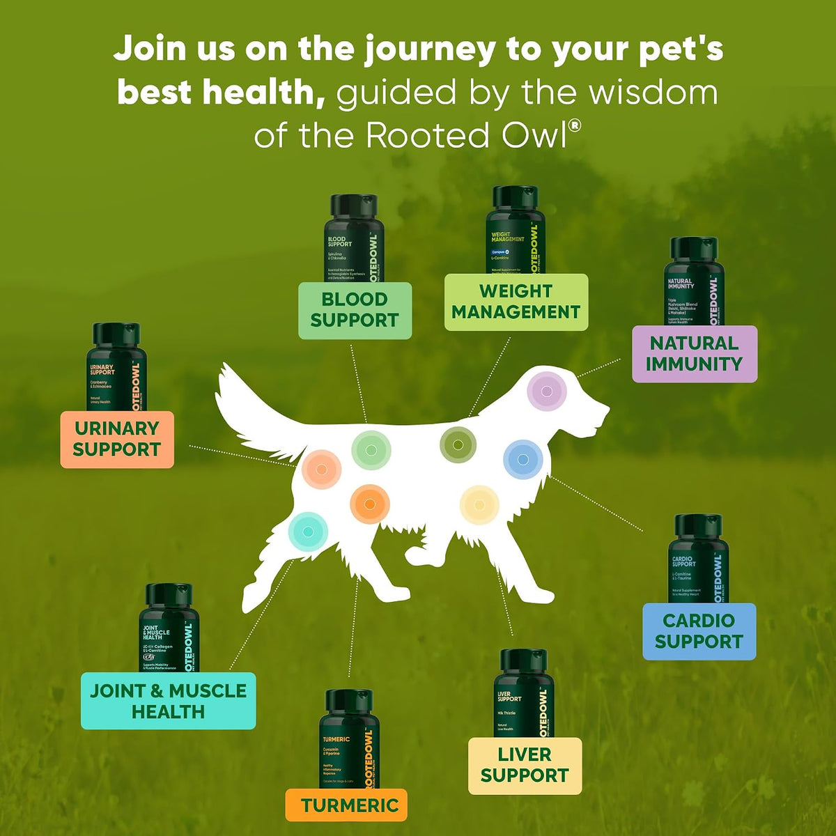Rooted Owl Turmeric for Dogs & Cats - Curcumin Supplement with Piperine and Vitamin C, 60 Vegan Capsules - görsel 8