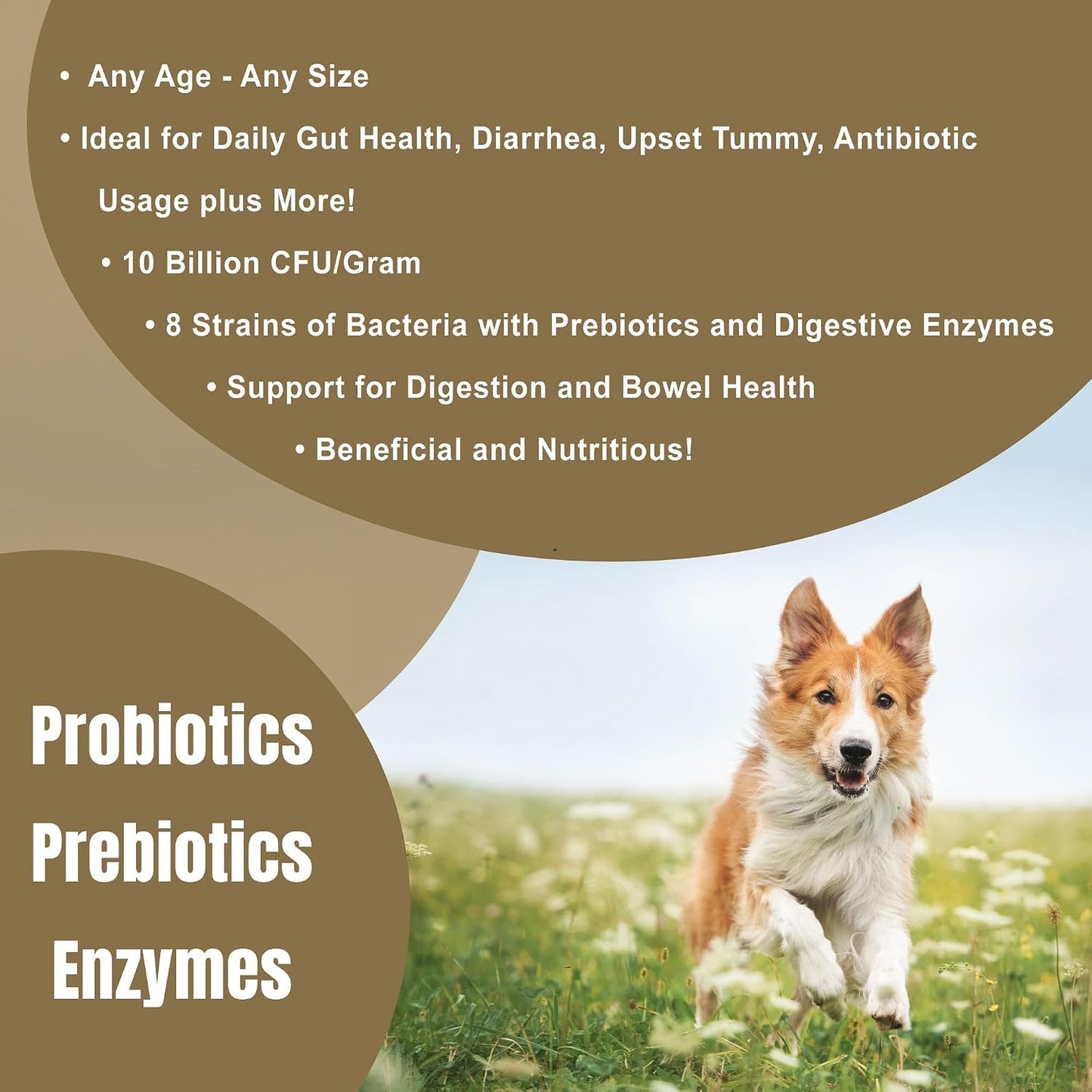 Dogzymes Probiotic Max - 10 Billion CFU Probiotics, Prebiotics & Digestive Enzymes for Dogs (2 lb) - görsel 3