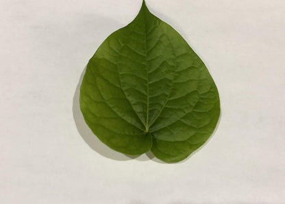 Fresh Betel Leaf (Paan) – 10 Leaves for Chewing, Puja & Ayurvedic Uses