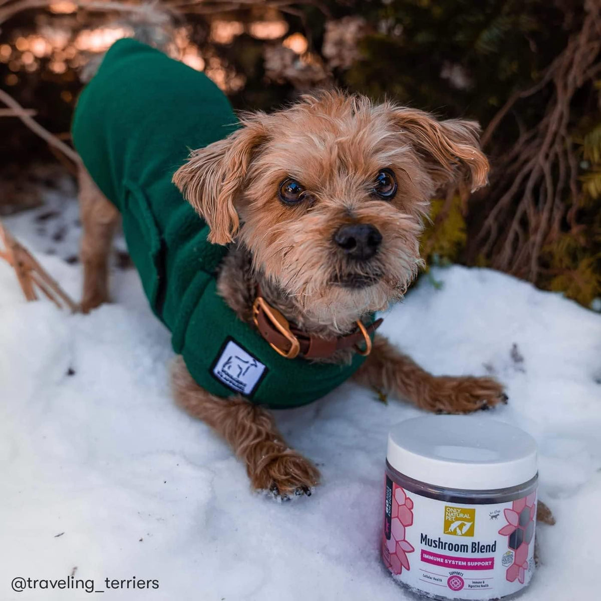 Only Natural Pet Mushroom Blend Immune Support Supplement for Dogs, Bacon Flavour, 60 Soft Chews - görsel 8