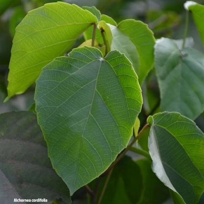 Alchornea Cordifolia Extract 118 ml